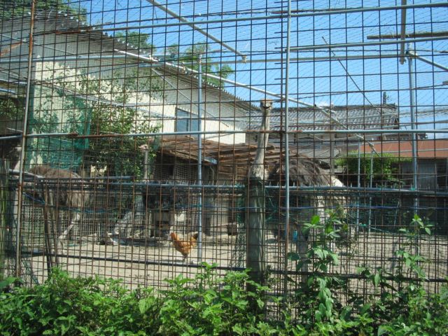 近江八幡でスクスクと育っているんです