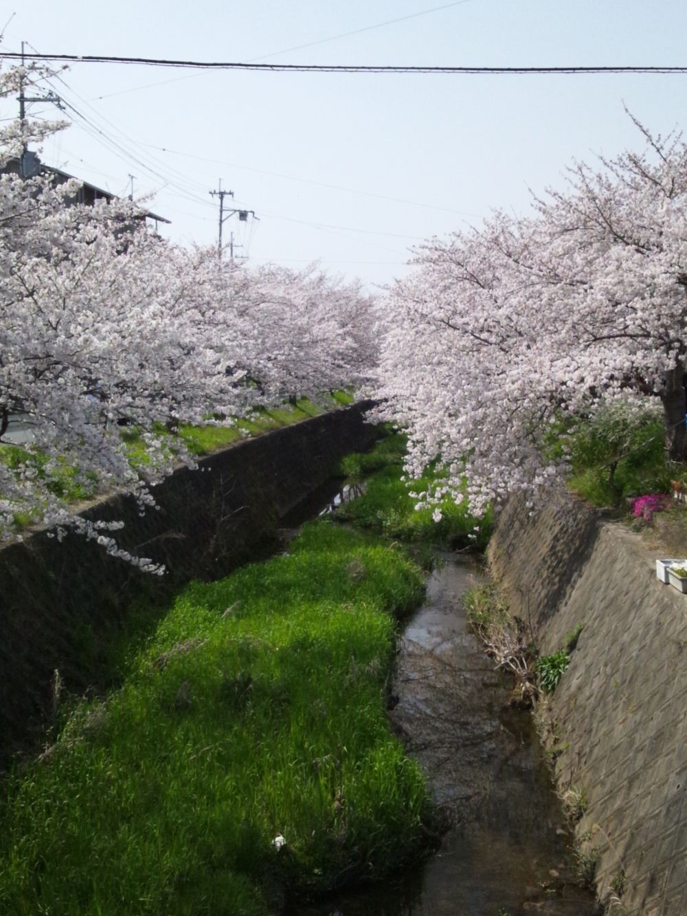 長沢川の綺麗な桜です